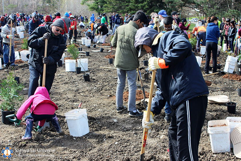 Planting Trees in Canada Sathya Sai Universe